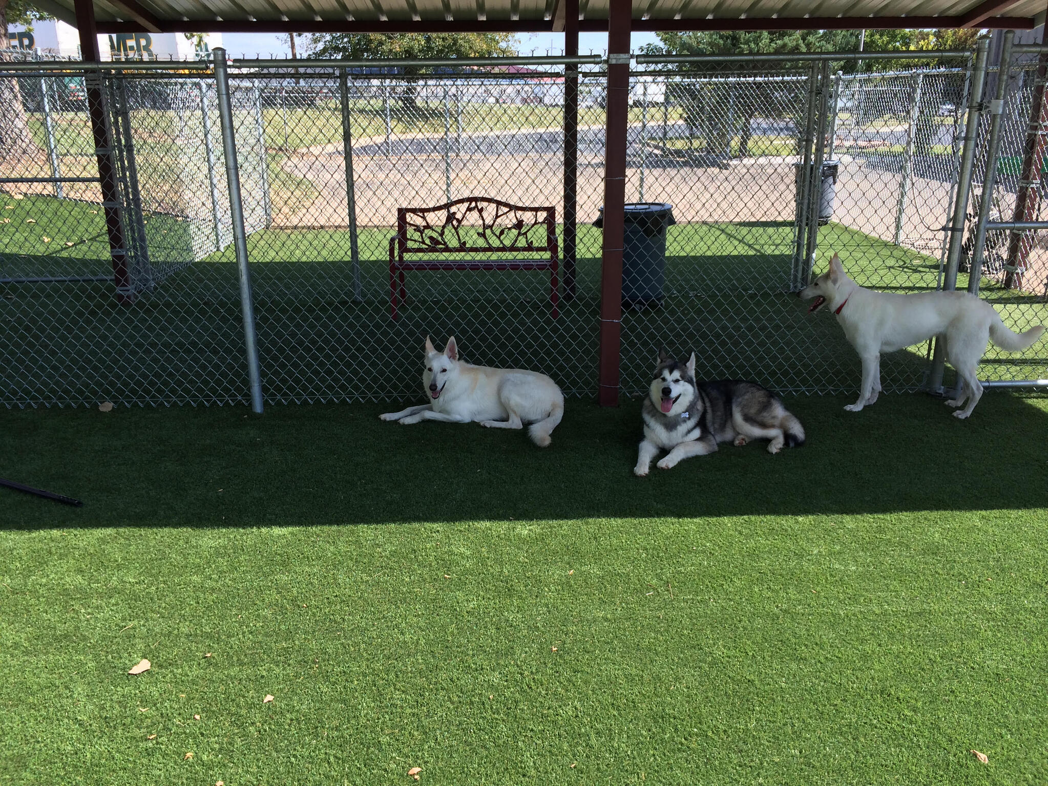 Best Turf Options for Pet-Friendly Backyards in Garland